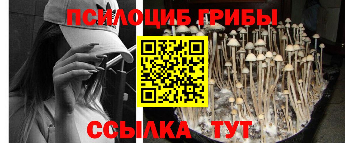 Гулькевичи  Галлюциногенные грибы Magic Shrooms  Вход с VPN  Псилоцибиновые грибы Psilocybe 