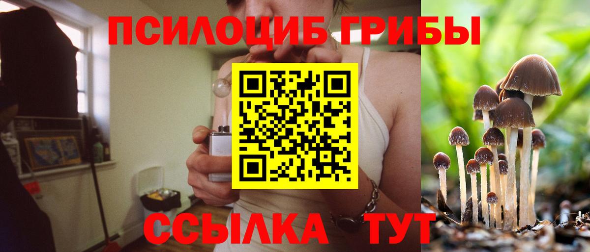 Псилоцибиновые грибы Cubensis Гулькевичи